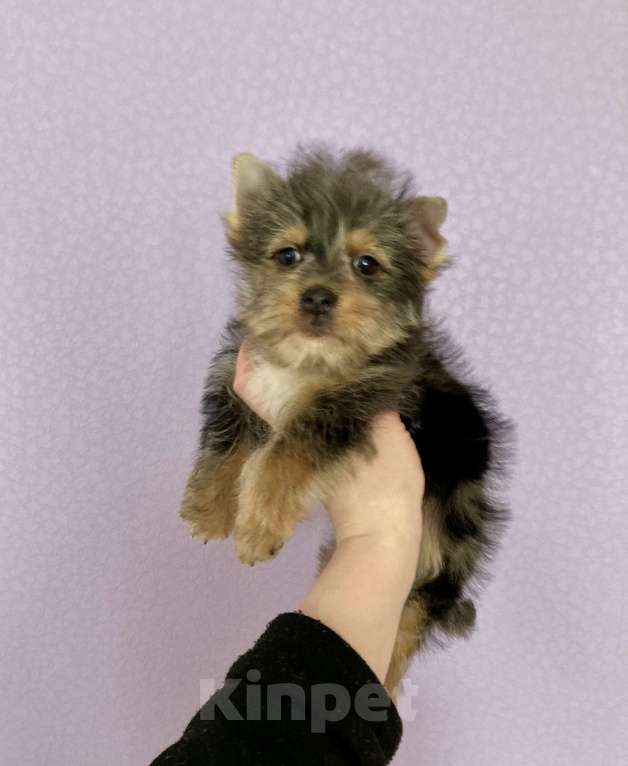 Собаки в Москве: Крупный йорк мраморный мальчик весёлый Мальчик, 50 000 руб. - фото 7