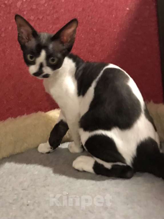 Кошки в Москве: Котенок Девон рекс очень редкого окраса Девочка, 45 000 руб. - фото 2