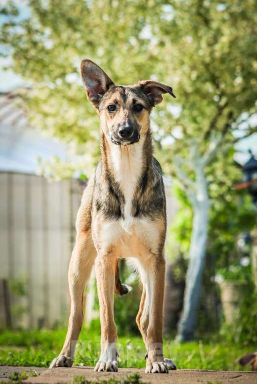 Собаки в Москве: Совершенно очаровательная и нежная девочка Шери ищет дом Девочка, 1 руб. - фото 4
