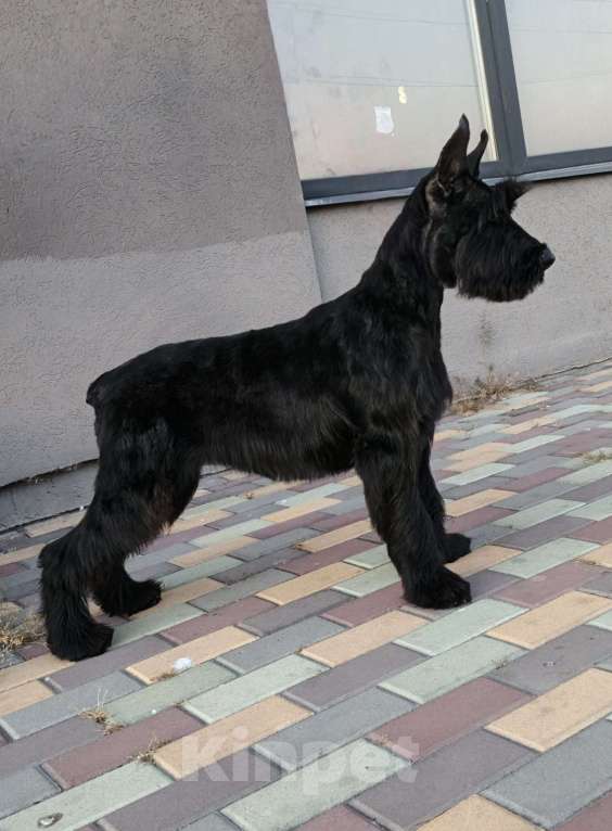 Собаки в Воронеже: Девочка ризеншнауцер документы РКФ Девочка, 70 000 руб. - фото 2
