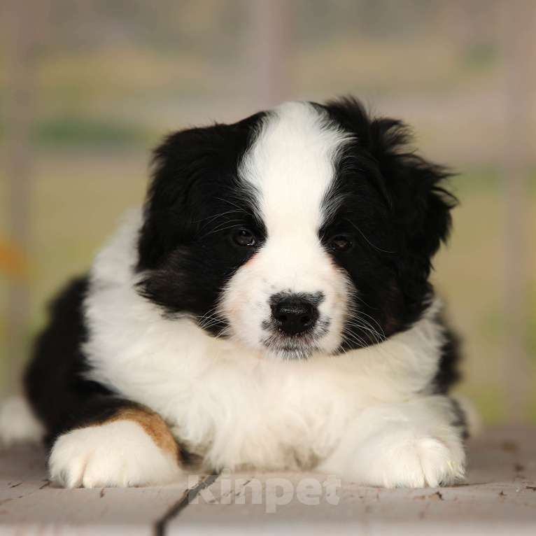 Собаки в других городах Московской области: Продается мальчик миниаусси Мальчик, 80 000 руб. - фото 3