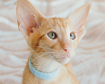 Кошки в Москве: Ориентальные котята Мальчик, Бесплатно - фото 1