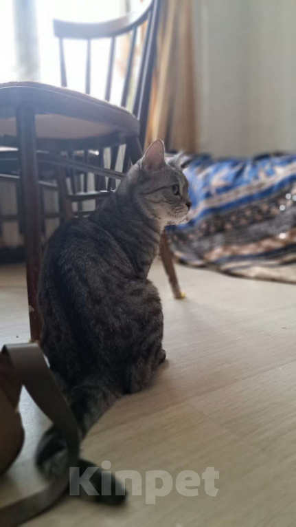 Кошки в Москве: Серенькая Лиза в полосочку создаст уют в вашем доме Девочка, Бесплатно - фото 2