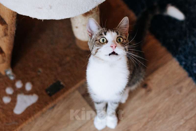 Кошки в Москве: Веселые непоседы Валли и Хлоя ищут семью Девочка, 1 руб. - фото 7