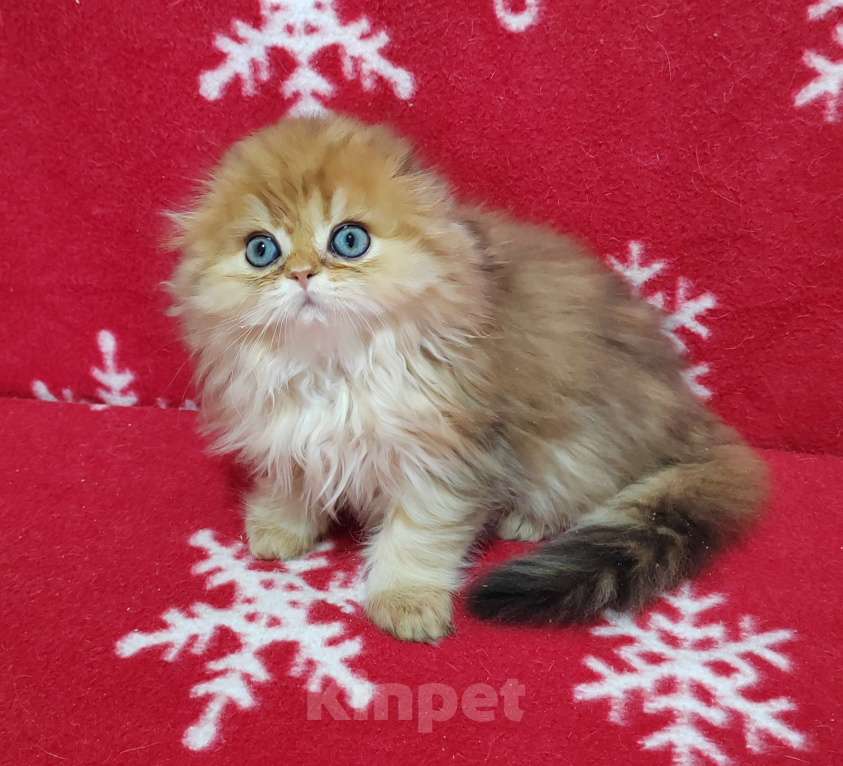 Кошки в Москве: Котик хайленд золотой мраморный Мальчик, 40 000 руб. - фото 4