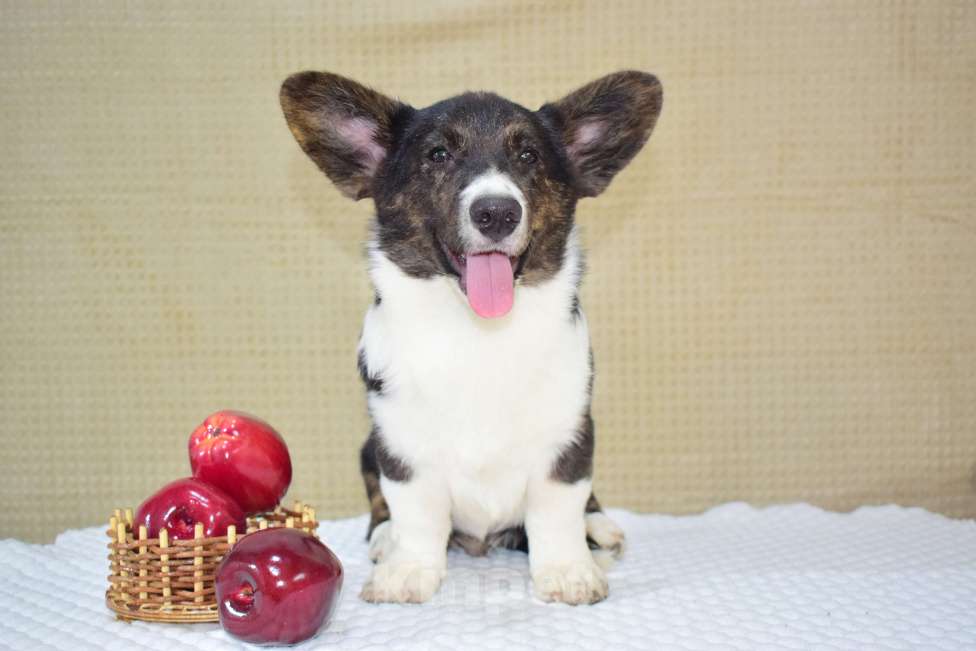 Собаки в Москве: Щенок корги в любимцы Мальчик, 25 000 руб. - фото 3
