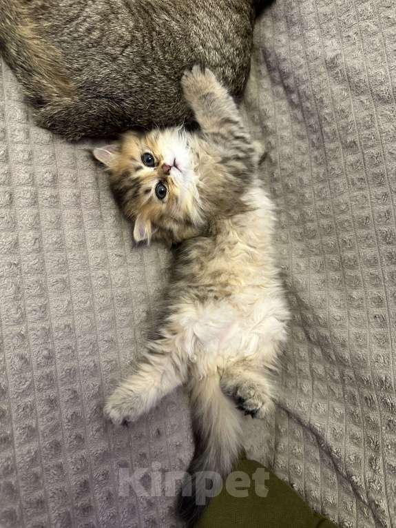 Кошки в Москве: Девочка прямоухая  Девочка, 25 000 руб. - фото 2