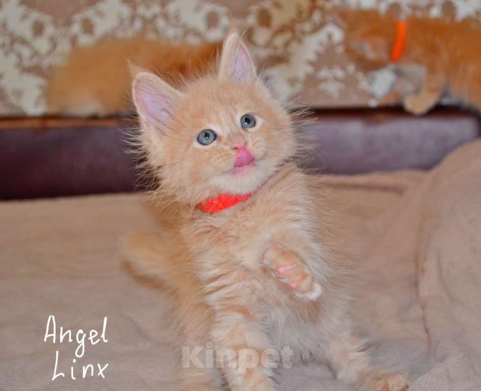 Кошки в Москве: Кошечка мейн-кун, рыжее солнышко Девочка, 25 000 руб. - фото 2