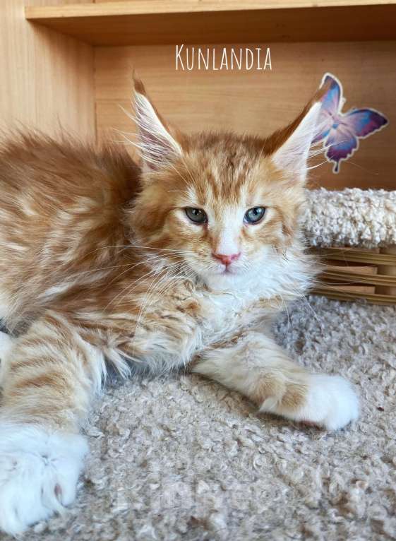 Кошки в Екатеринбурге: мальчик Мальчик, 50 000 руб. - фото 2