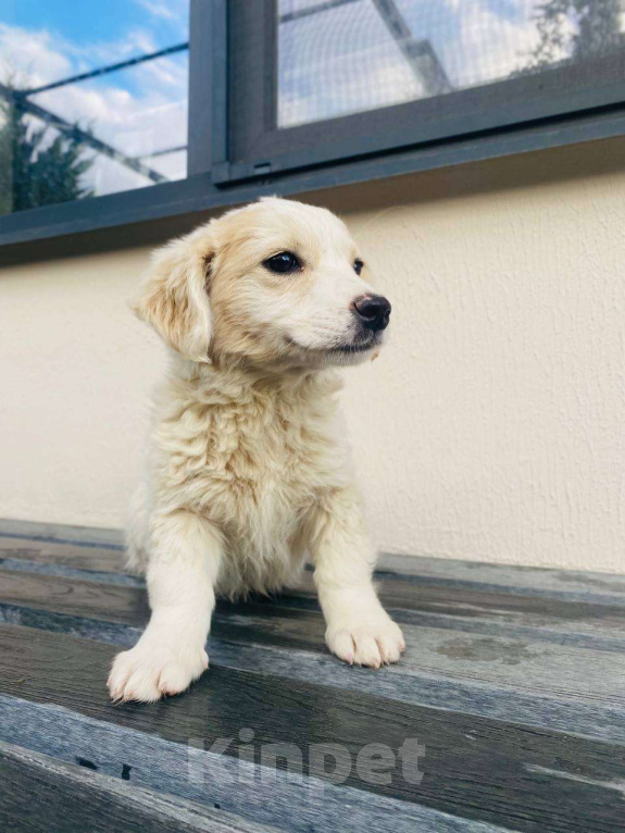 Собаки в Сочи: Две сестрёнки-непоседы ищут дом!  Девочка, Бесплатно - фото 1