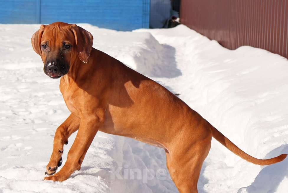 Собаки в Москве: Девочка Родезийского Риджбека для души Девочка, Бесплатно - фото 3