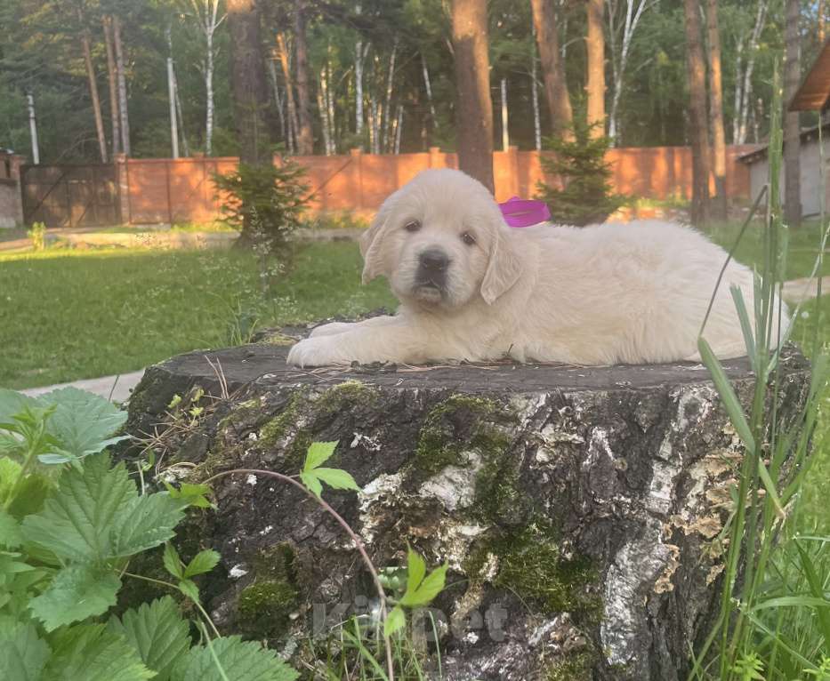 Собаки в Кемерово: Щенок золотистого ретривера Девочка, 80 000 руб. - фото 2