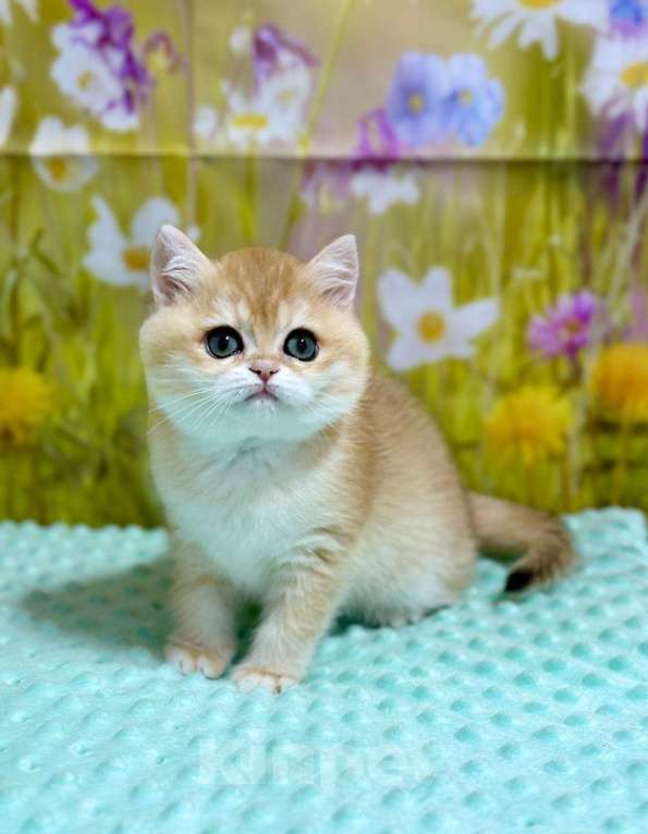 Кошки в Москве: Британская золотая шиншилла  Девочка, 60 000 руб. - фото 1