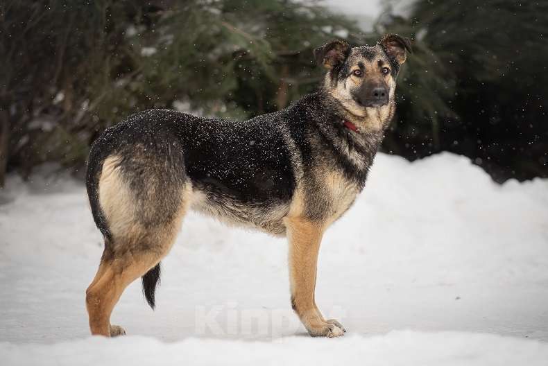 Собаки в Москве: Сэнди Девочка, Бесплатно - фото 2