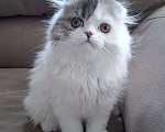 Кошки в Ярославле: Шотландская вислоухая длинношерстная девочка Девочка, 50 000 руб. - фото 1