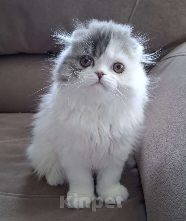 Кошки в Ярославле: Шотландская вислоухая длинношерстная девочка Девочка, 50 000 руб. - фото 1