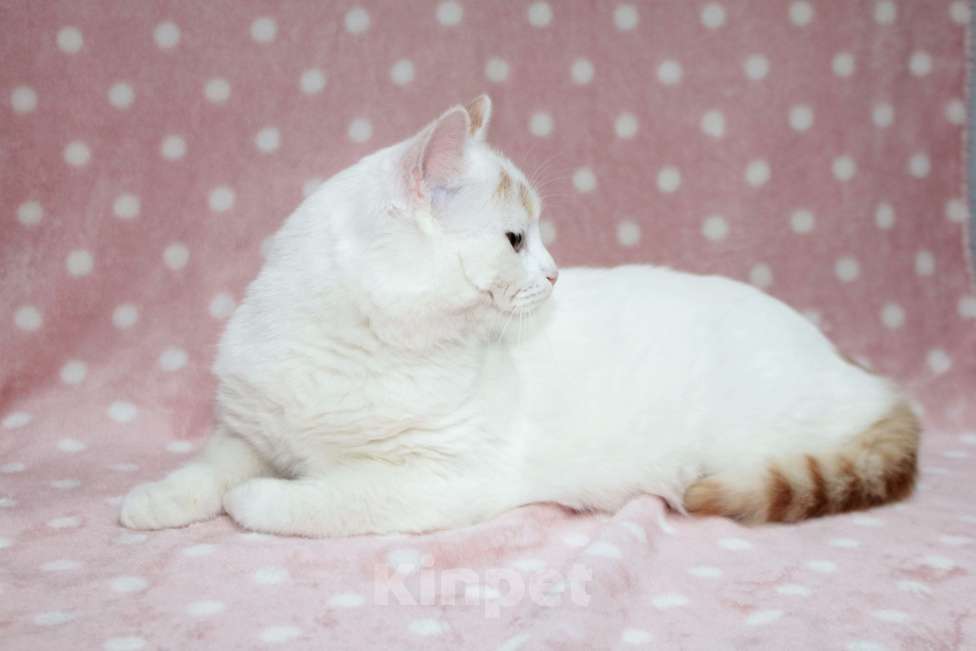 Кошки в Москве: Нежная Мия Девочка, Бесплатно - фото 5