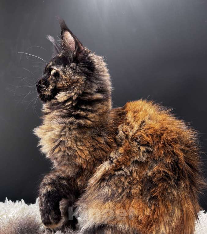 Кошки в Москве: Девочка Мейн Кун LaCie Девочка, 60 000 руб. - фото 3