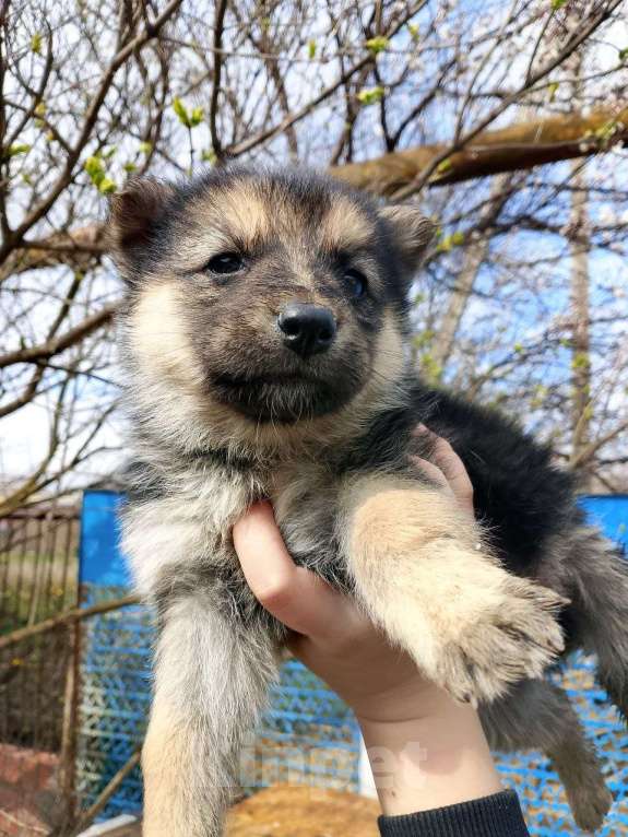 Собаки в Краснодаре: Продаются щенки, папа, немец, мама хаска. Девочка, 3 000 руб. - фото 3