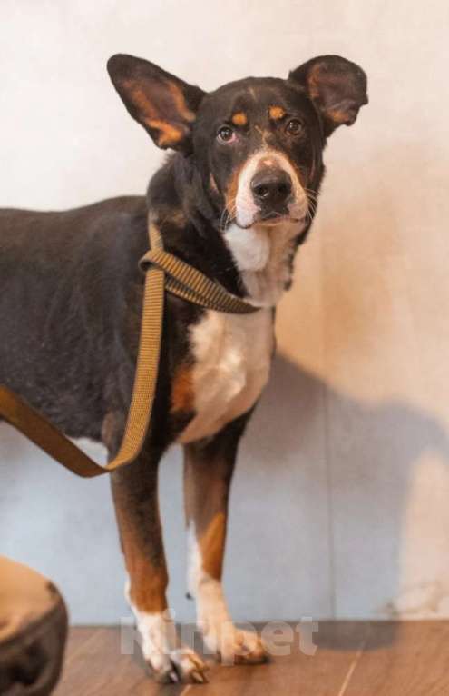 Собаки в Москве: Трехцветный добродушный пёс Барон ищет дом Мальчик, 1 руб. - фото 3