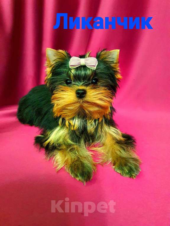 Собаки в Москве: ЙОРКШИРЯТА РКФ Мальчик, 80 000 руб. - фото 8