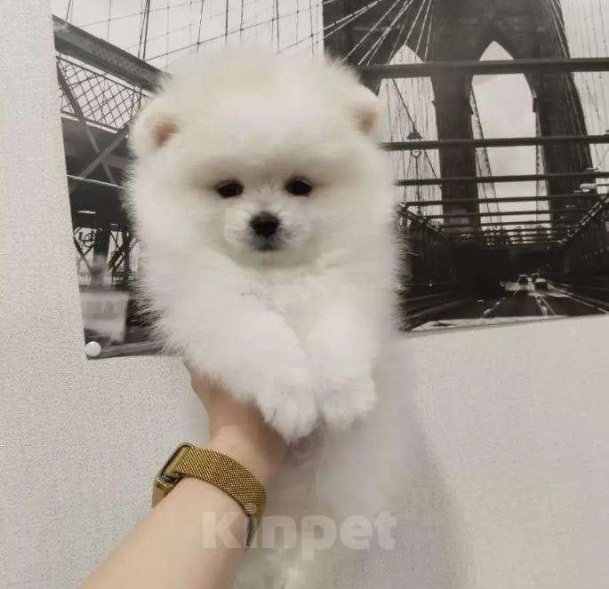 Собаки в Москве: Померанский шпиц мини микро Девочка, Бесплатно - фото 3
