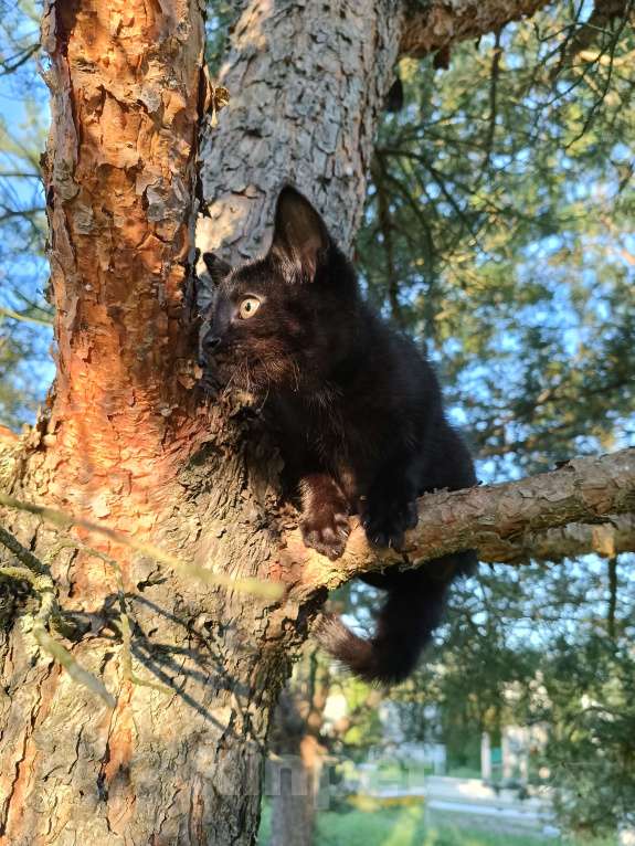 Кошки в других городах Ленинградской области: Чарльз бурый котенок Мальчик, Бесплатно - фото 2