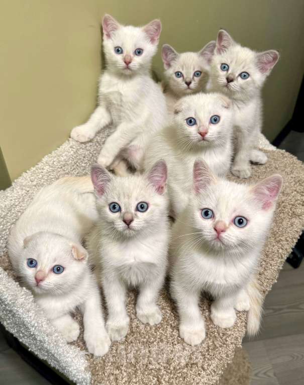 Кошки в Москве: Голубоглазые шотландские котята Мальчик, 20 000 руб. - фото 1