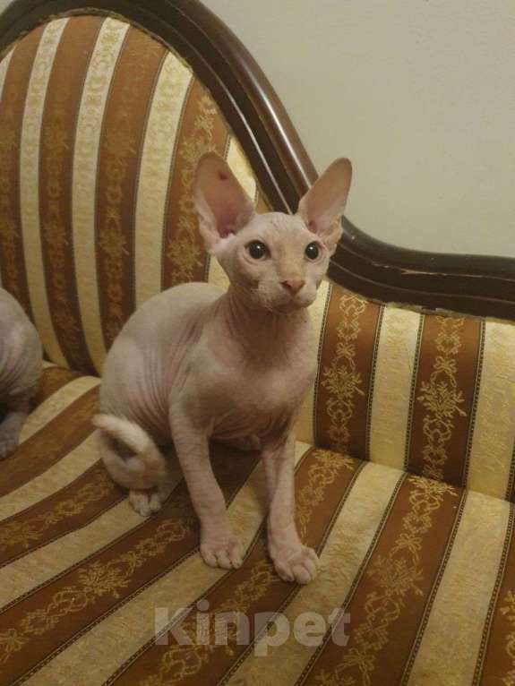 Кошки в Москве: Продаю котенка канадского сфинкса Мальчик, 10 000 руб. - фото 2