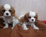 Собаки в Москве: Кавалер Кинг Чарльз спаниель 2, 5мес Девочка, 120 000 руб. - фото 2