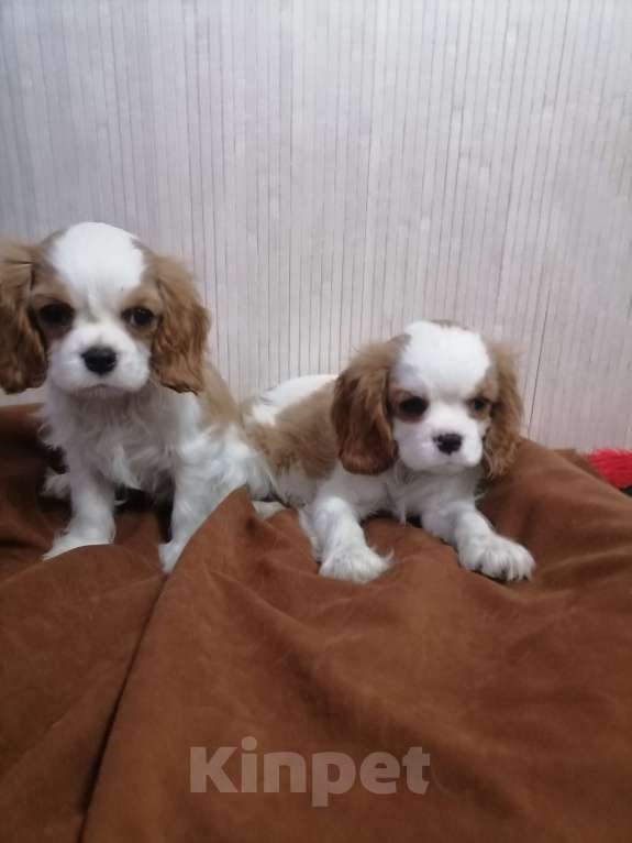 Собаки в Москве: Кавалер Кинг Чарльз спаниель 2, 5мес Девочка, 120 000 руб. - фото 2