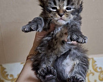 Кошки в Дмитрове: Котятки мейн-кун полидакт Мальчик, 40 000 руб. - фото 3