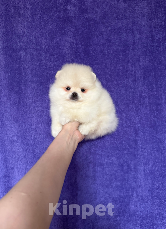 Собаки в Москве: Малыш Мальчик, 30 000 руб. - фото 1