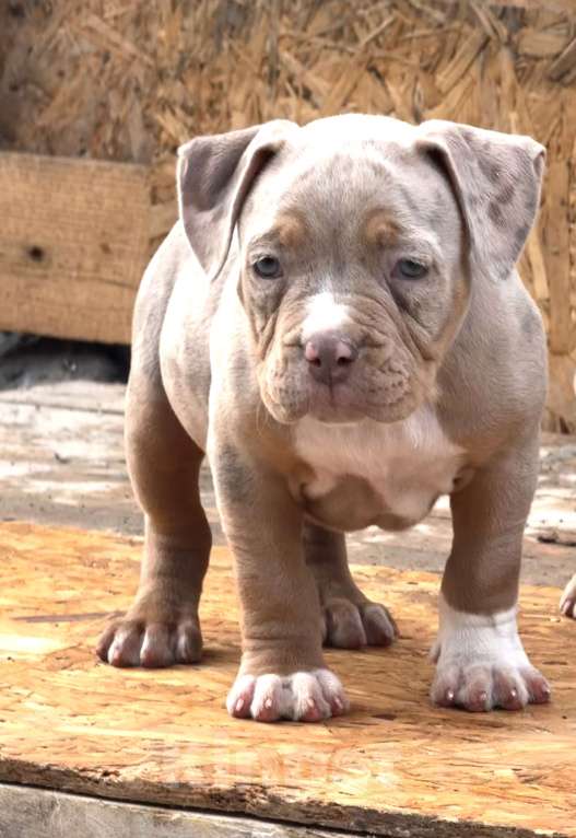 Собаки в Перми: Продаются щенки породы Американский булли Разнополые, 70 000 руб. - фото 2