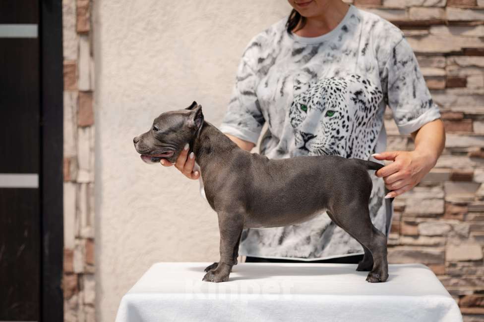 Собаки в Краснодаре: Щенок Американского булли Девочка, 180 000 руб. - фото 10