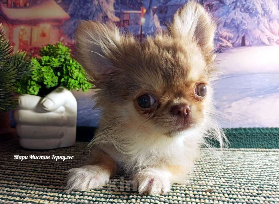 Собаки в Санкт-Петербурге: Микро чихуахуа Геркулес Мальчик, 250 000 руб. - фото 6