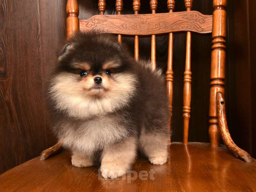Собаки в Москве: Померанский карликовый шпиц мини мальчик Мальчик, 60 000 руб. - фото 5