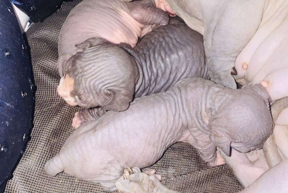 Кошки в Сочи: Канадский сфинкс  Девочка, 20 000 руб. - фото 2