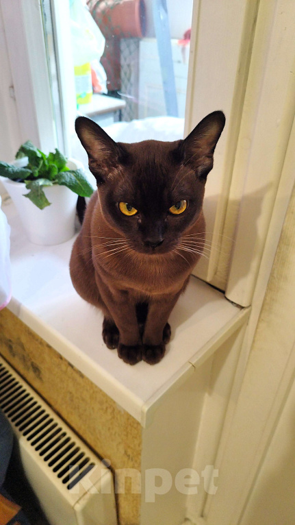 Кошки в Балашихе: Вязка с Бурманским котом 2года Мальчик, Бесплатно - фото 1