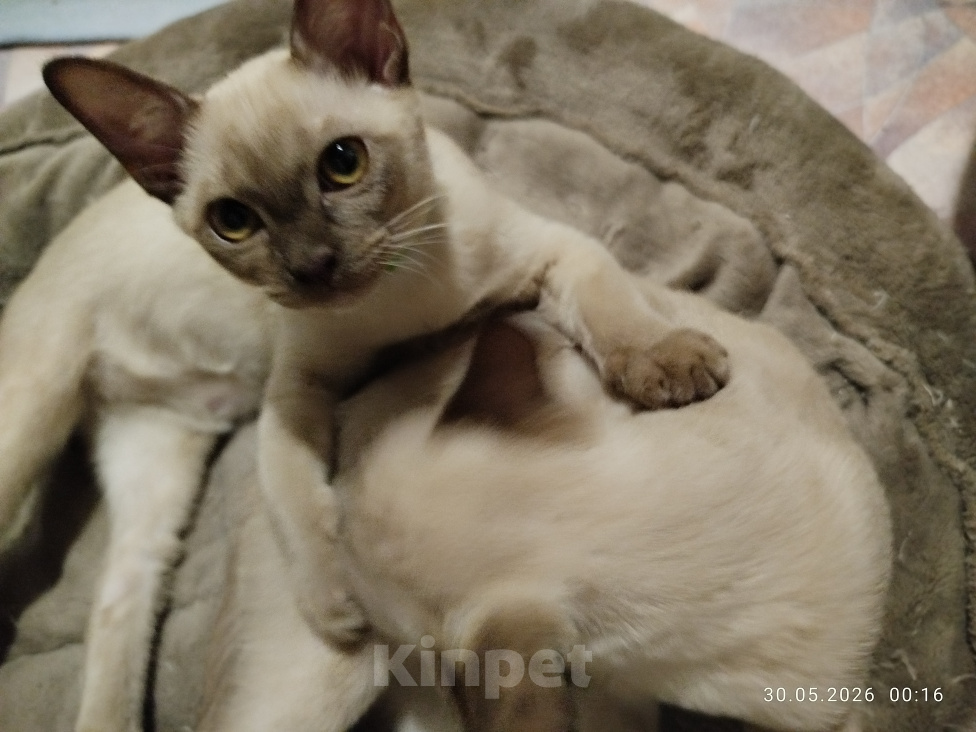 Кошки в Красногорске: Бурманские девочки Девочка, 45 000 руб. - фото 2