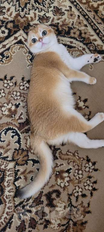 Кошки в Калуге: Золотая завуалированная шиншилла 🥰  Мальчик, 70 000 руб. - фото 5