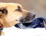 Собаки в Москве: Ласковая и спокойная Белка в поисках семьи Девочка, Бесплатно - фото 1