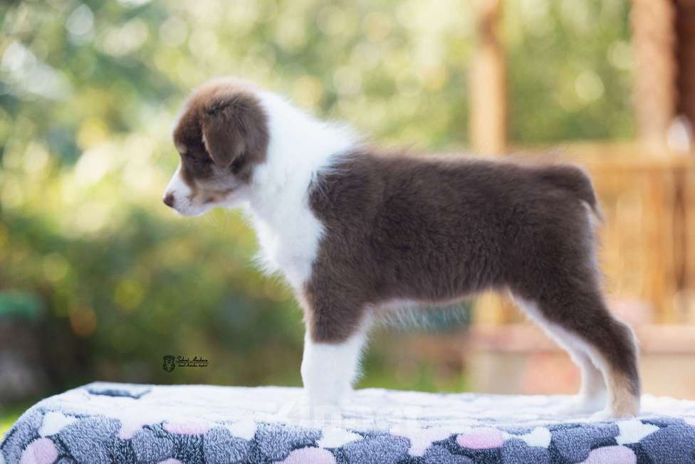 Собаки в Москве: австралийская овчарка аусси Девочка, 80 000 руб. - фото 6