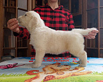 Собаки в Ставрополе: Высокопородные щенки золотистого ретривера от выставочных родителей Мальчик, Бесплатно - фото 3