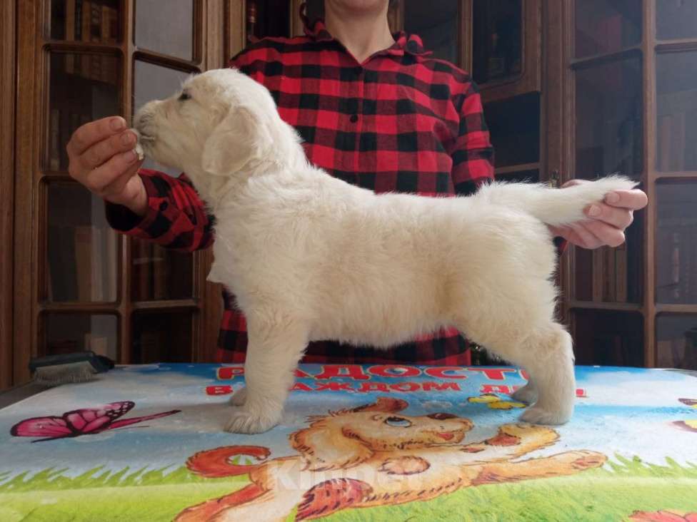 Собаки в Ставрополе: Высокопородные щенки золотистого ретривера от выставочных родителей Мальчик, Бесплатно - фото 3