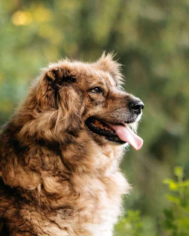 Собаки в Москве: Кавказская овчарка Ассоль в добрые руки Девочка, Бесплатно - фото 2