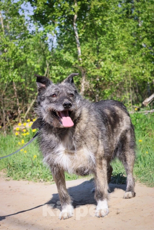 Собаки в Подольске: Олли нужен дом  Девочка, Бесплатно - фото 2