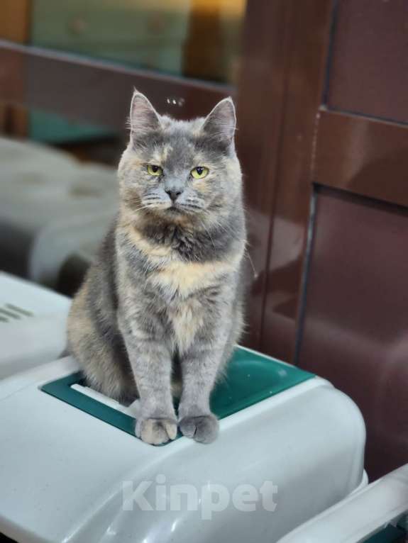 Кошки в Москве: Невероятно плюшевая кошь Девочка, Бесплатно - фото 5