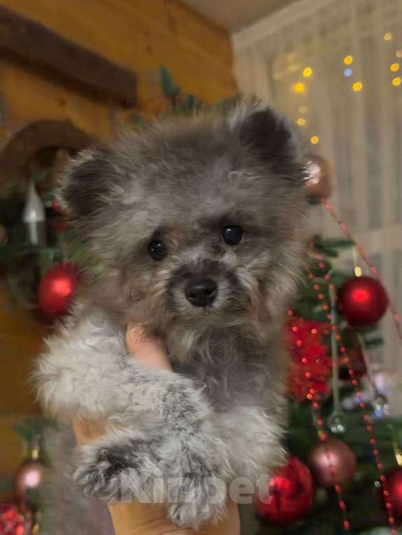 Собаки в Краснодаре: Тедди пудель Китай Мальчик, 190 000 руб. - фото 3