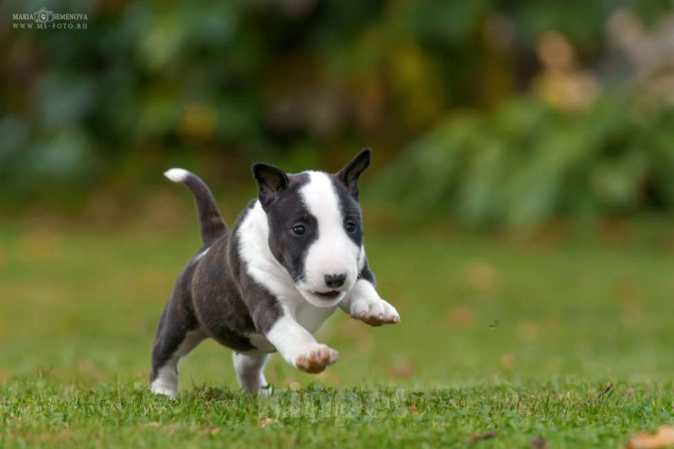 Собаки в Москве: Миниатюрный бультерьер щенок Девочка, Бесплатно - фото 2